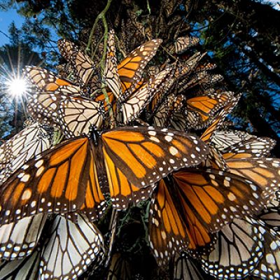 train of monarch butterflies perched in a tree