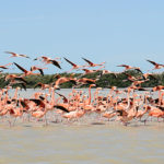Flamingos on the mangroves of Celestún