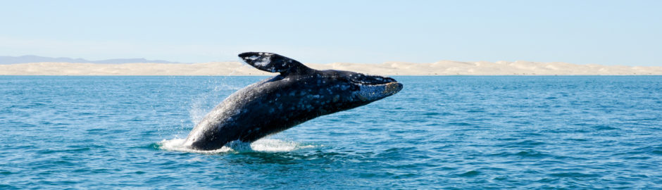 Breaching gray whale at Guerrero Negro, Mexico