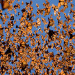Many Monarch butterflies flying in the air